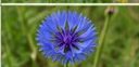 Kornblume auf dem Naturfeld