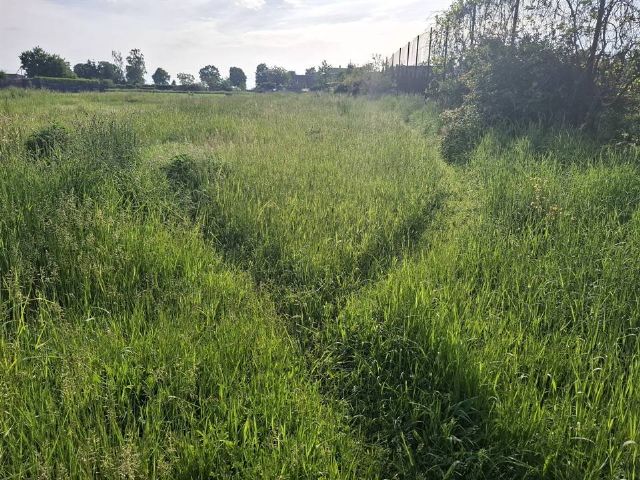 Hohe Wiese mit ersten unterschiedlichen Wuchsstrukturen am Feldrand