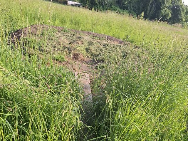 Naturbeobachtung zwischen den Pflanzen des Naturfelds