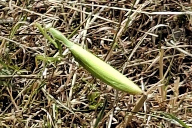Grüne Gottesanbeterin auf trockenem Gras, der schmale Körper liegt waagerecht wie ein Halm zwischen den Stängeln