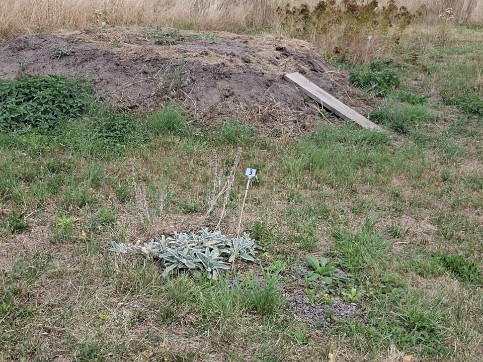 Ein aufgeschütteter Erdwall mit einer Holzbohle, davor eine neu bepflanzte Stelle im kurzen Gras