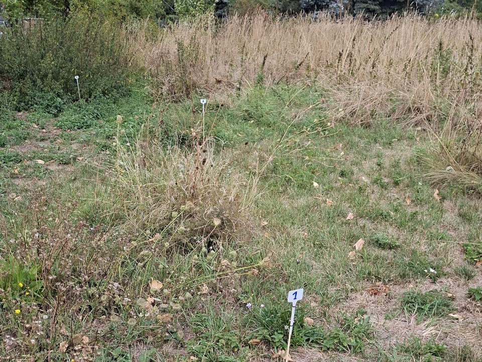 Das Naturfeld im September: abgeblühte Gräser, dazwischen kleine Schilder an einzelnen Pflanzen