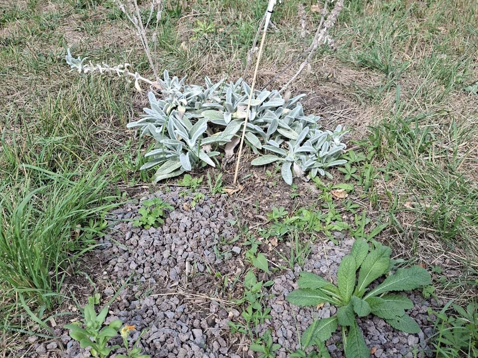 Ein Woll-Ziest mit silbrigen Blättern und abgeblühten Stängeln auf einem Beet aus Lavasplitt