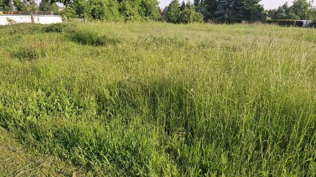 Weite Naturfeld-Fläche mit hohen Gräsern und Wildpflanzen