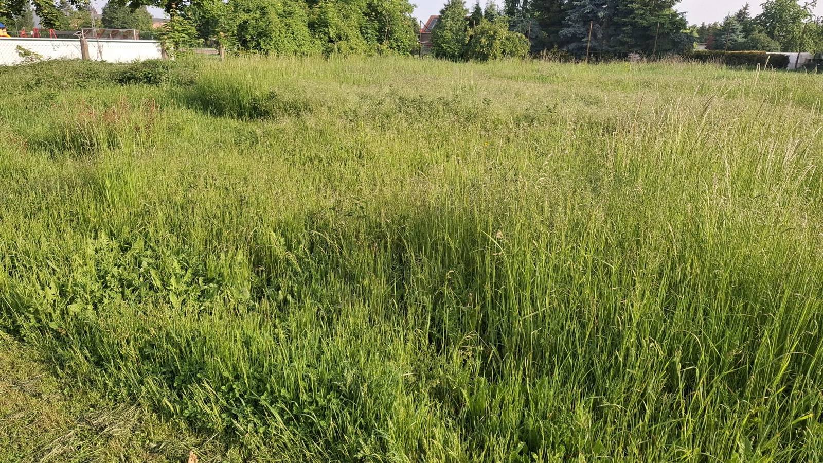 Naturfeld mit hohen Gräsern, Wildpflanzen und Gehölzen am Rand