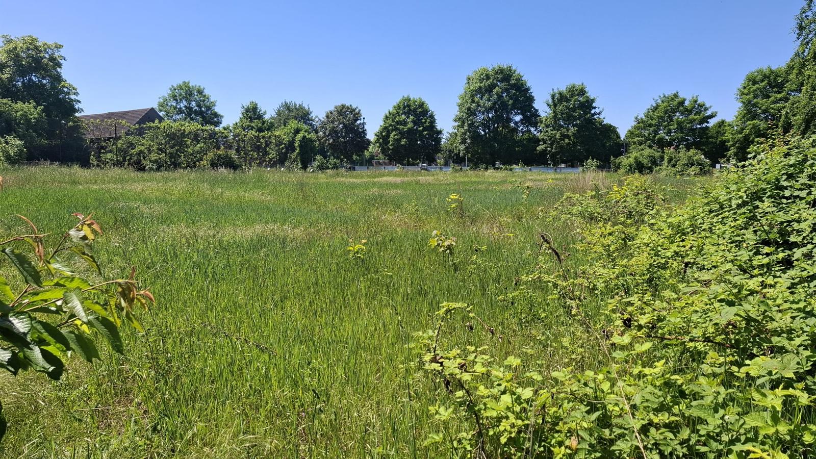 Sonnige offene Wiese des Naturfelds unter blauem Himmel, eingerahmt von grünen Sträuchern und Bäumen